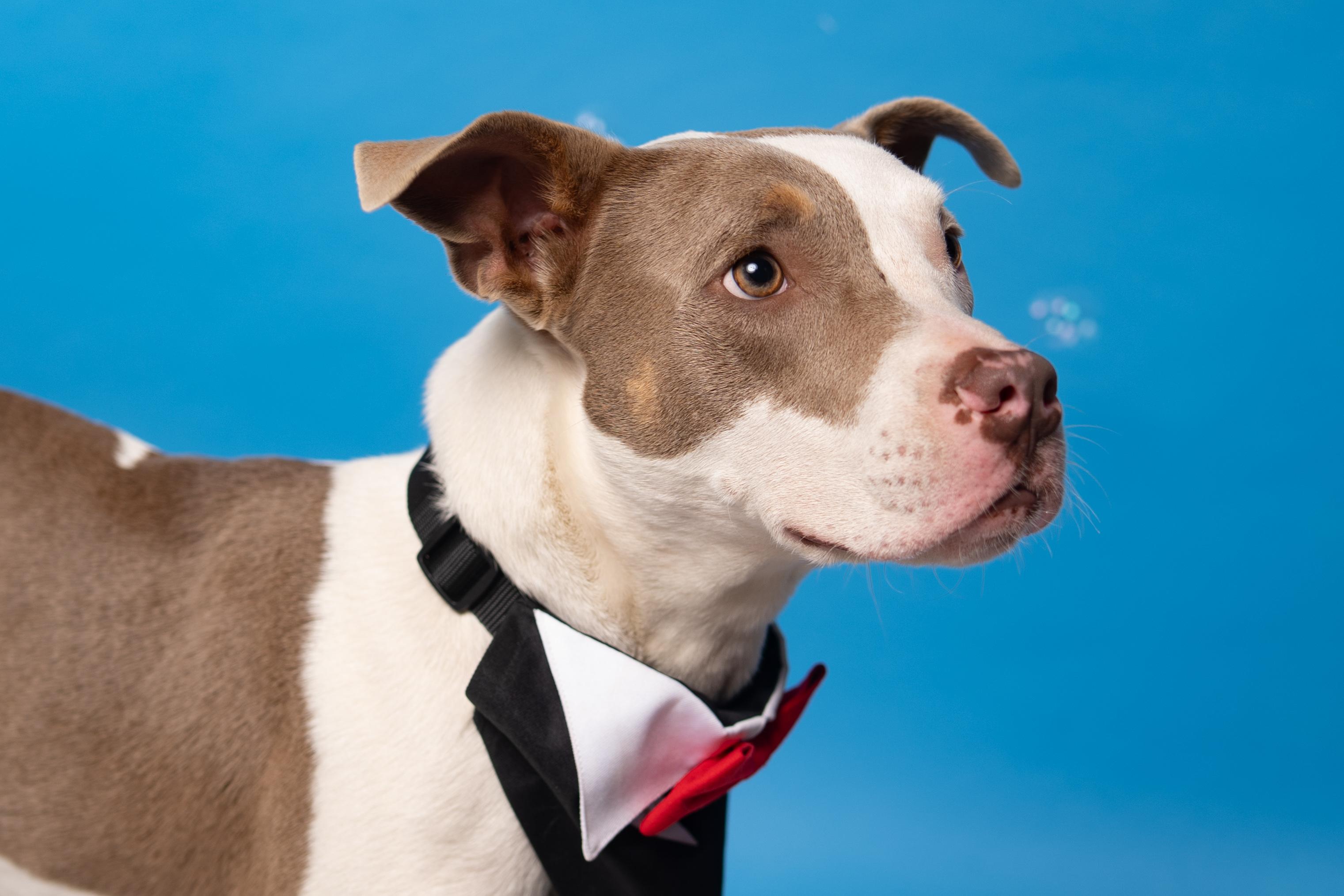 Camelo, a Adoptable mixed breed in Houston, TX image 3/6