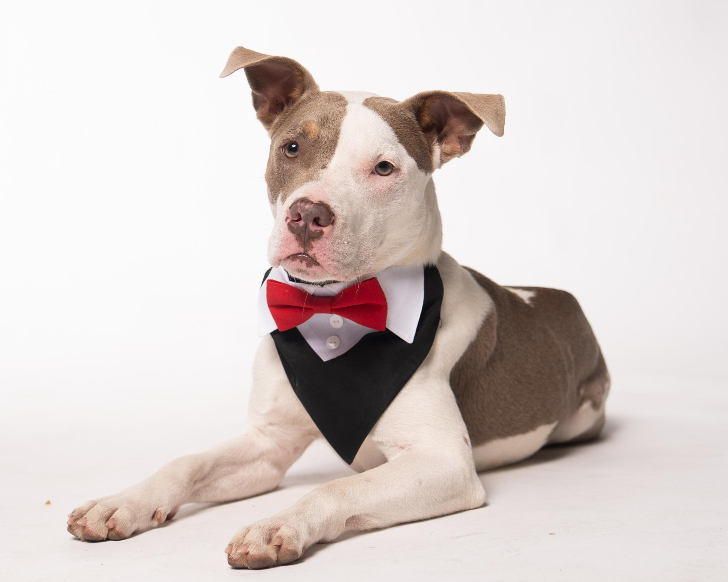 Camelo, a Adoptable mixed breed in Houston, TX image 4/6