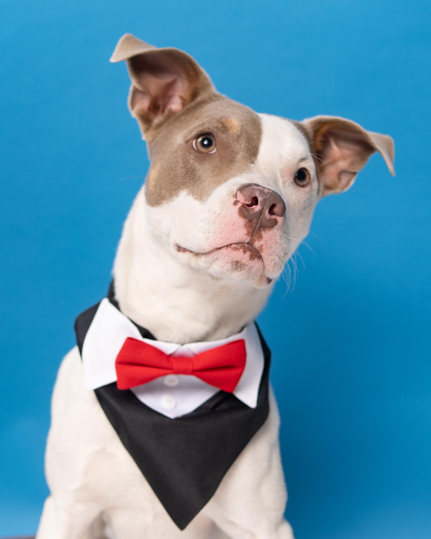 Camelo, a Adoptable mixed breed in Houston, TX image 2/6