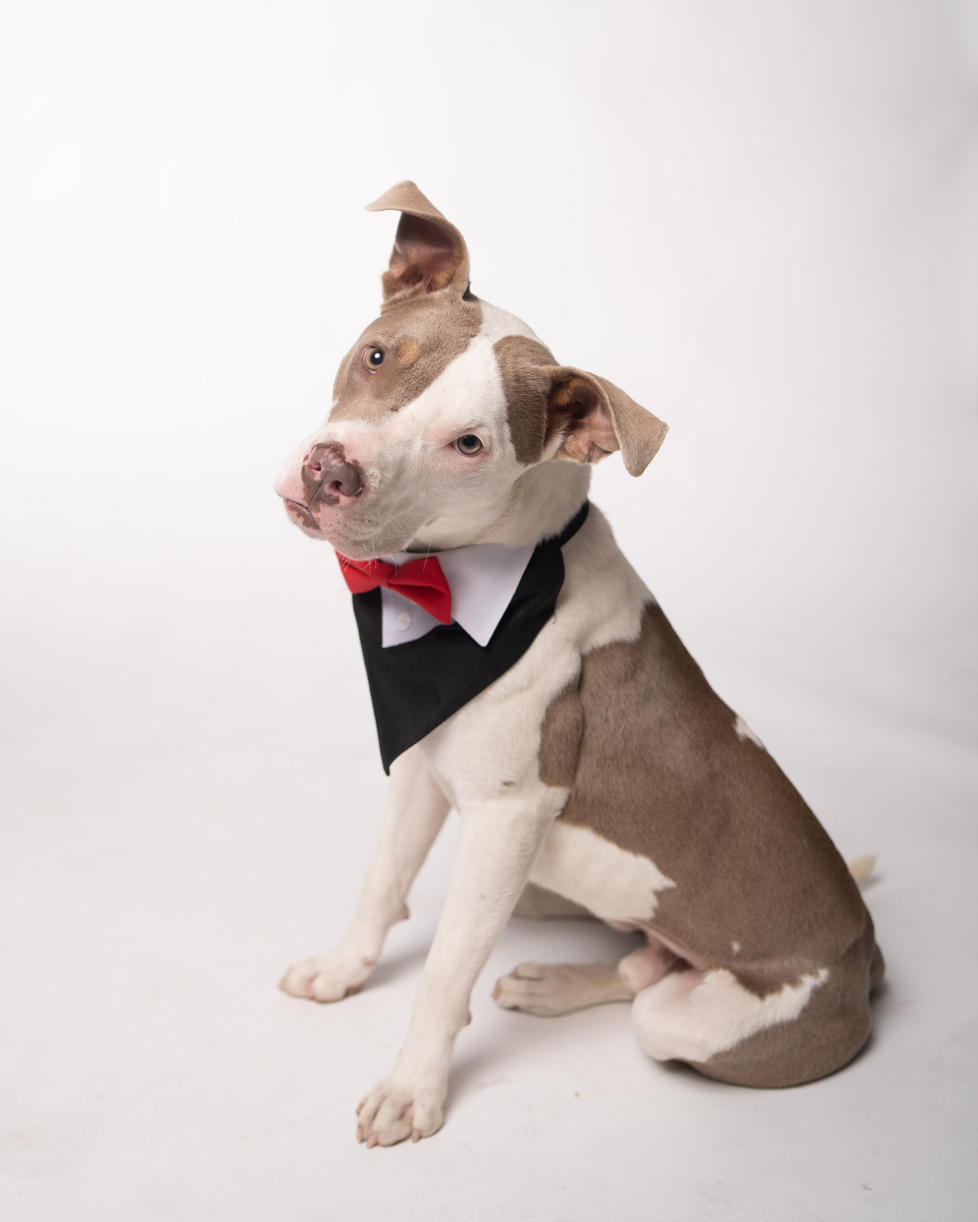 Camelo, a Adoptable mixed breed in Houston, TX image 1/6