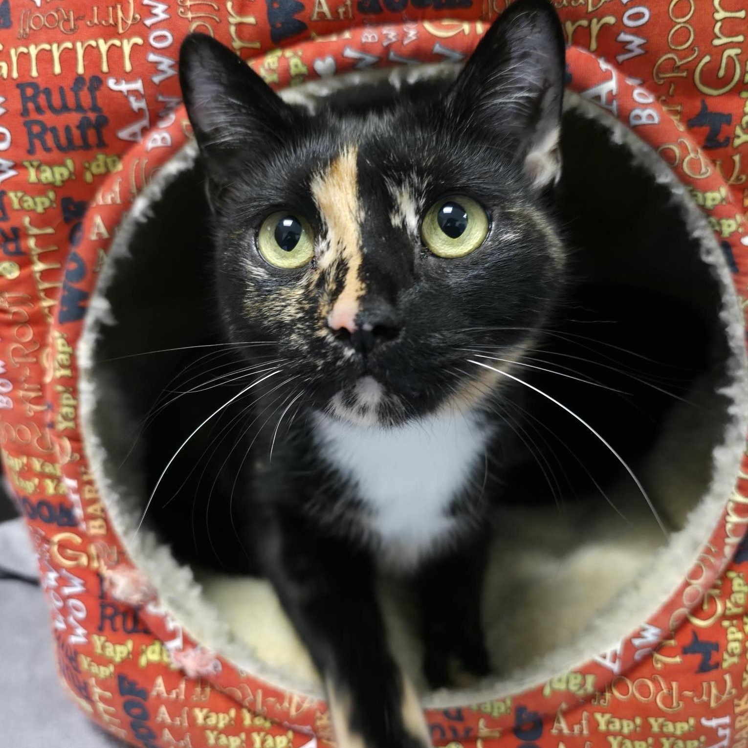 Enlarge Peach and Maple , a ADOPTABLE Domestic Short Hair in New Westminster, BC image 2/3