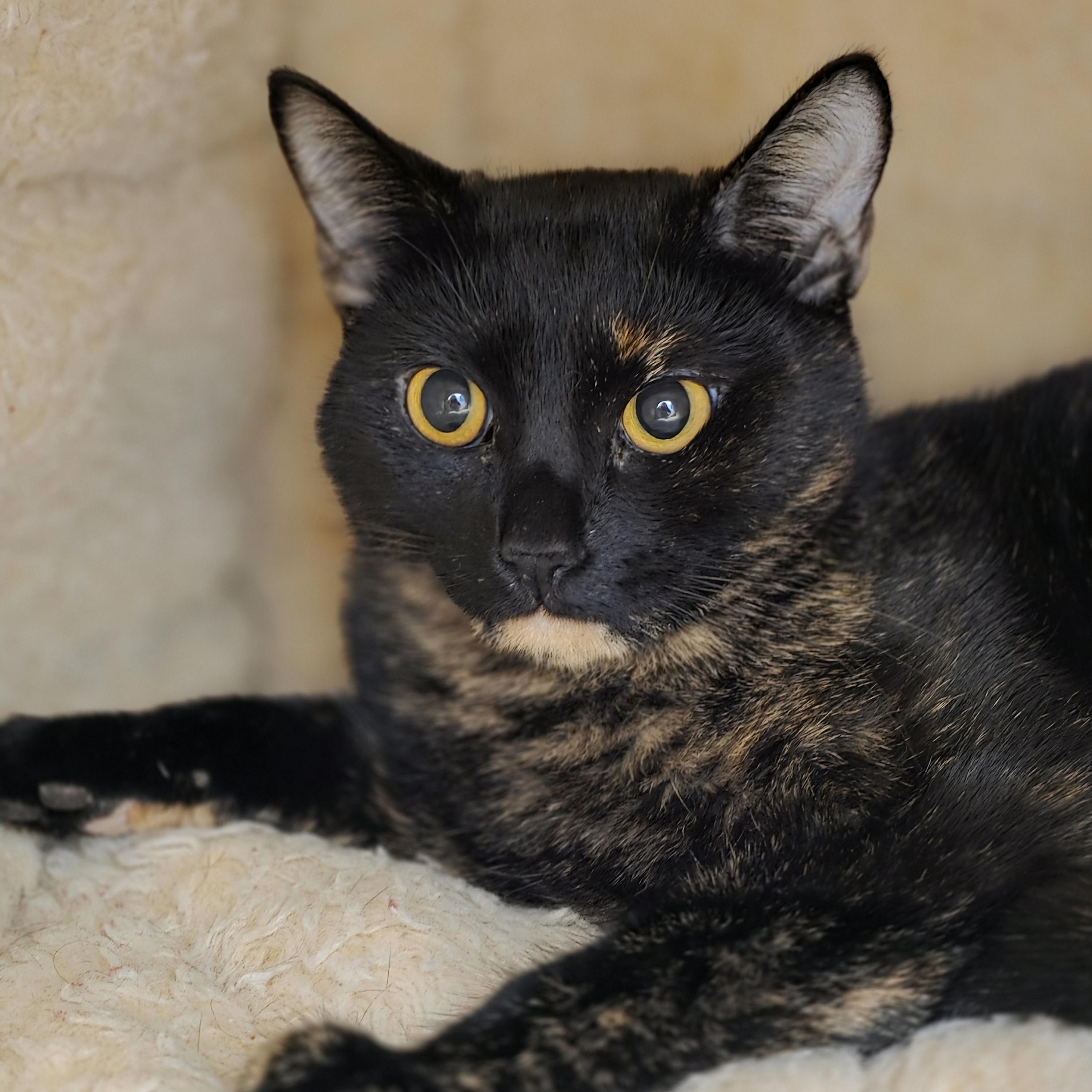 Enlarge Peach and Maple , a ADOPTABLE Domestic Short Hair in New Westminster, BC image 3/3