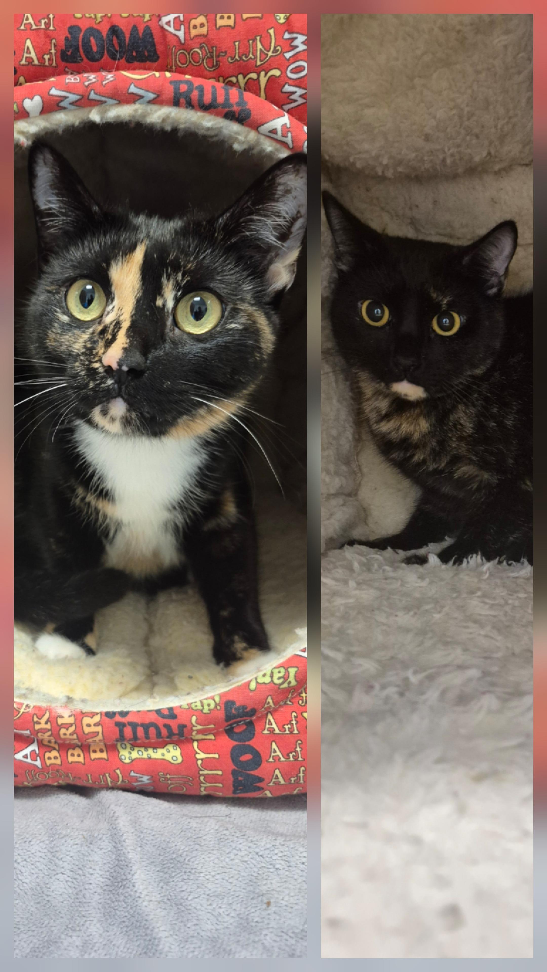 Peach and Maple , ADOPTABLE, Adult Female Domestic Short Hair.