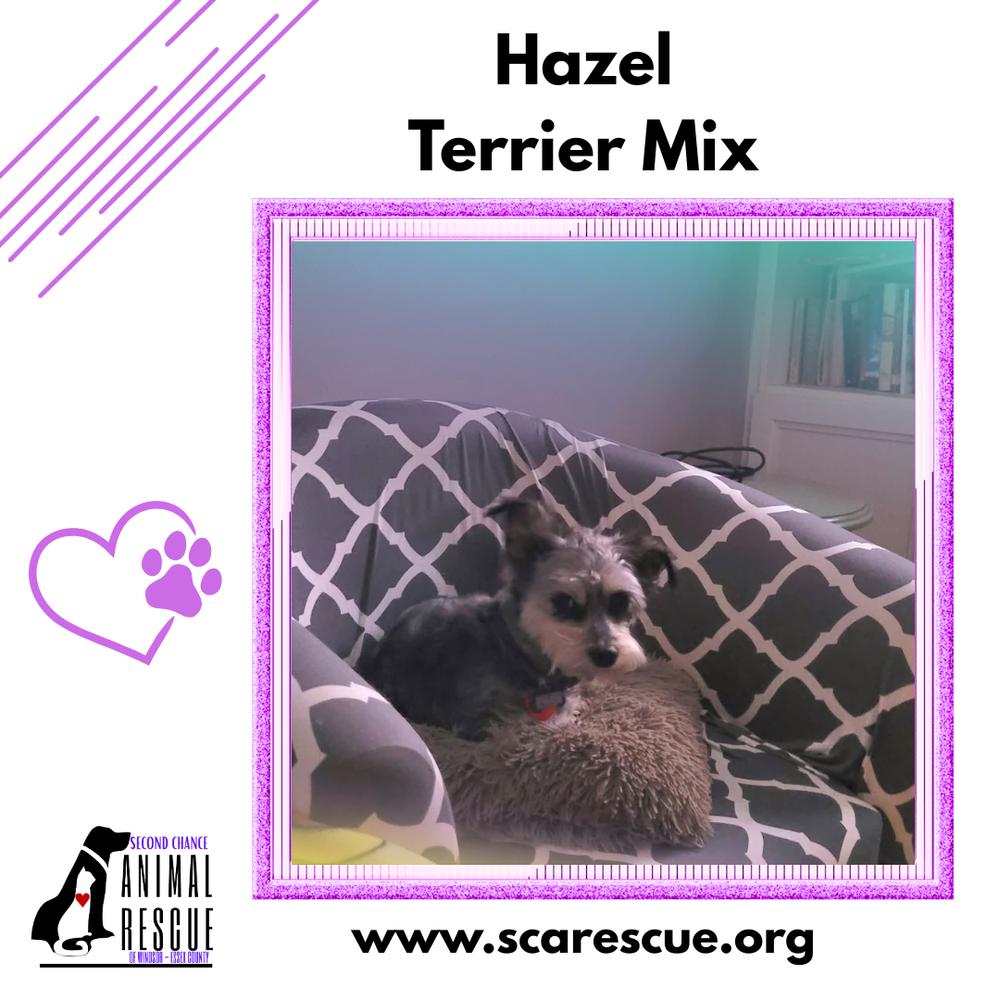 Hazel, Adoptable, Adult Female Terrier.