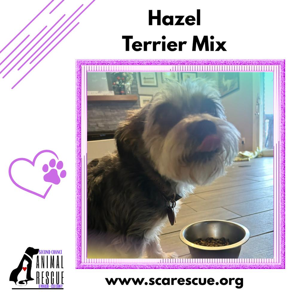 Enlarge Hazel, a Adoptable mixed breed in Windsor, ON image 2/4