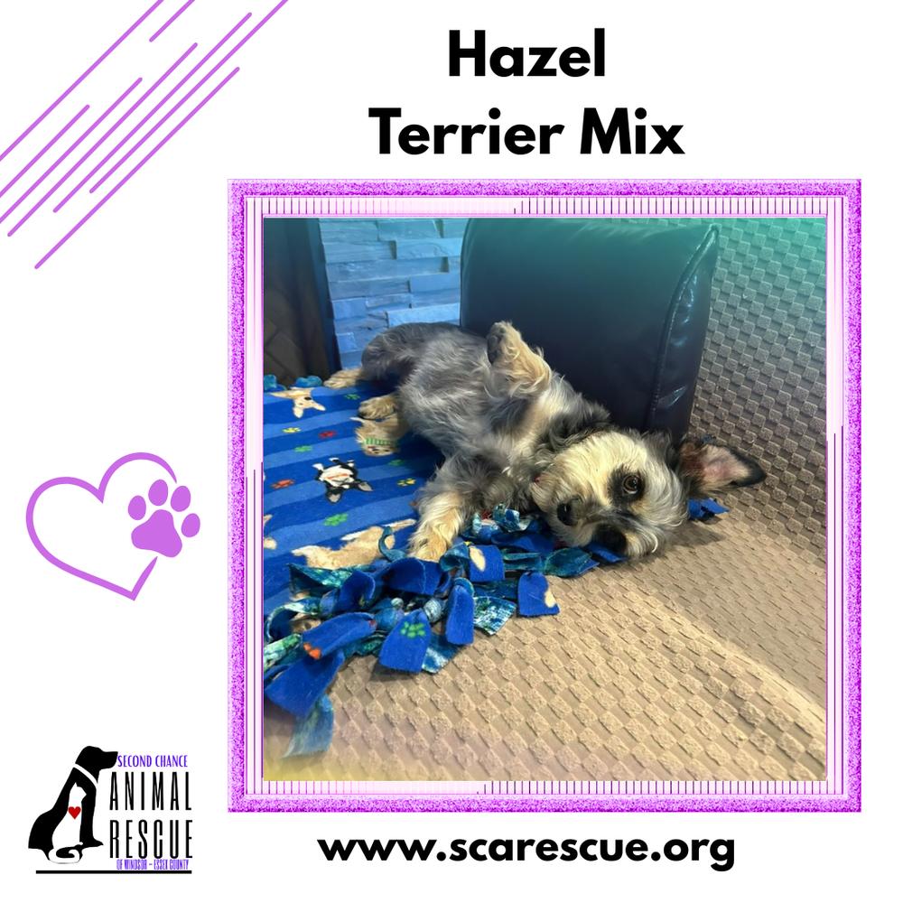 Enlarge Hazel, a Adoptable mixed breed in Windsor, ON image 3/4