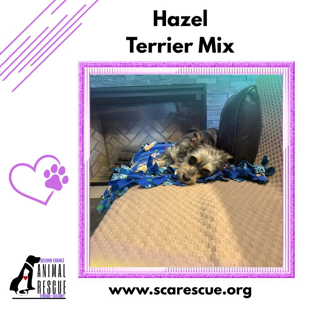 Enlarge Hazel, a Adoptable mixed breed in Windsor, ON image 4/4