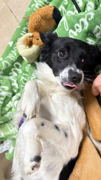 Leah, Adoptable, Young Female Spaniel & Dachshund.