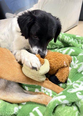 Enlarge Leah, a Adoptable mixed breed in Bedford Hills, NY image 2/6