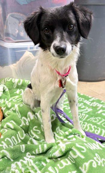 Enlarge Leah, a Adoptable mixed breed in Bedford Hills, NY image 3/6