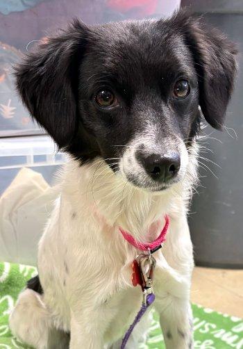 Enlarge Leah, a Adoptable mixed breed in Bedford Hills, NY image 4/6