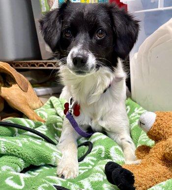 Enlarge Leah, a Adoptable mixed breed in Bedford Hills, NY image 5/6