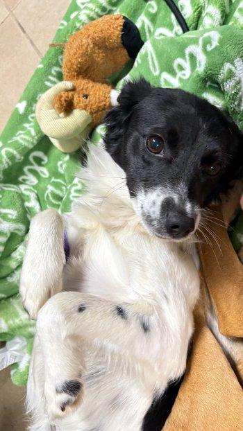 Enlarge Leah, a Adoptable mixed breed in Bedford Hills, NY image 6/6