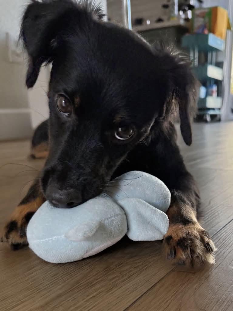 Onyx, Adoptable, Adult Male Papillon & Dachshund.