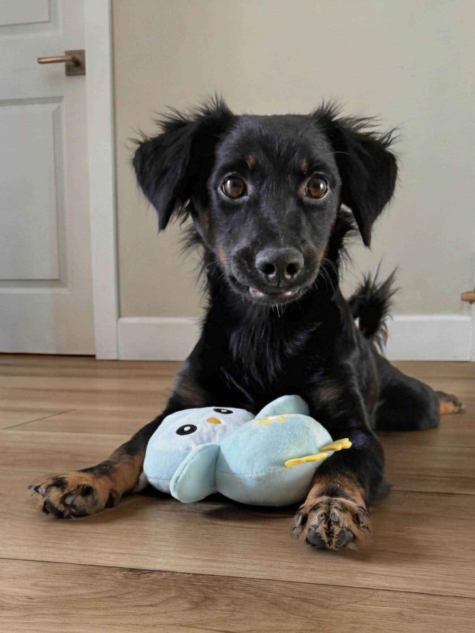 Enlarge Onyx, a Adoptable mixed breed in Orange, CA image 3/3