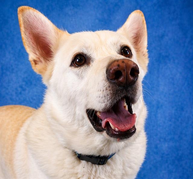 CASPER, Adoptable, Adult Male German Shepherd Dog.