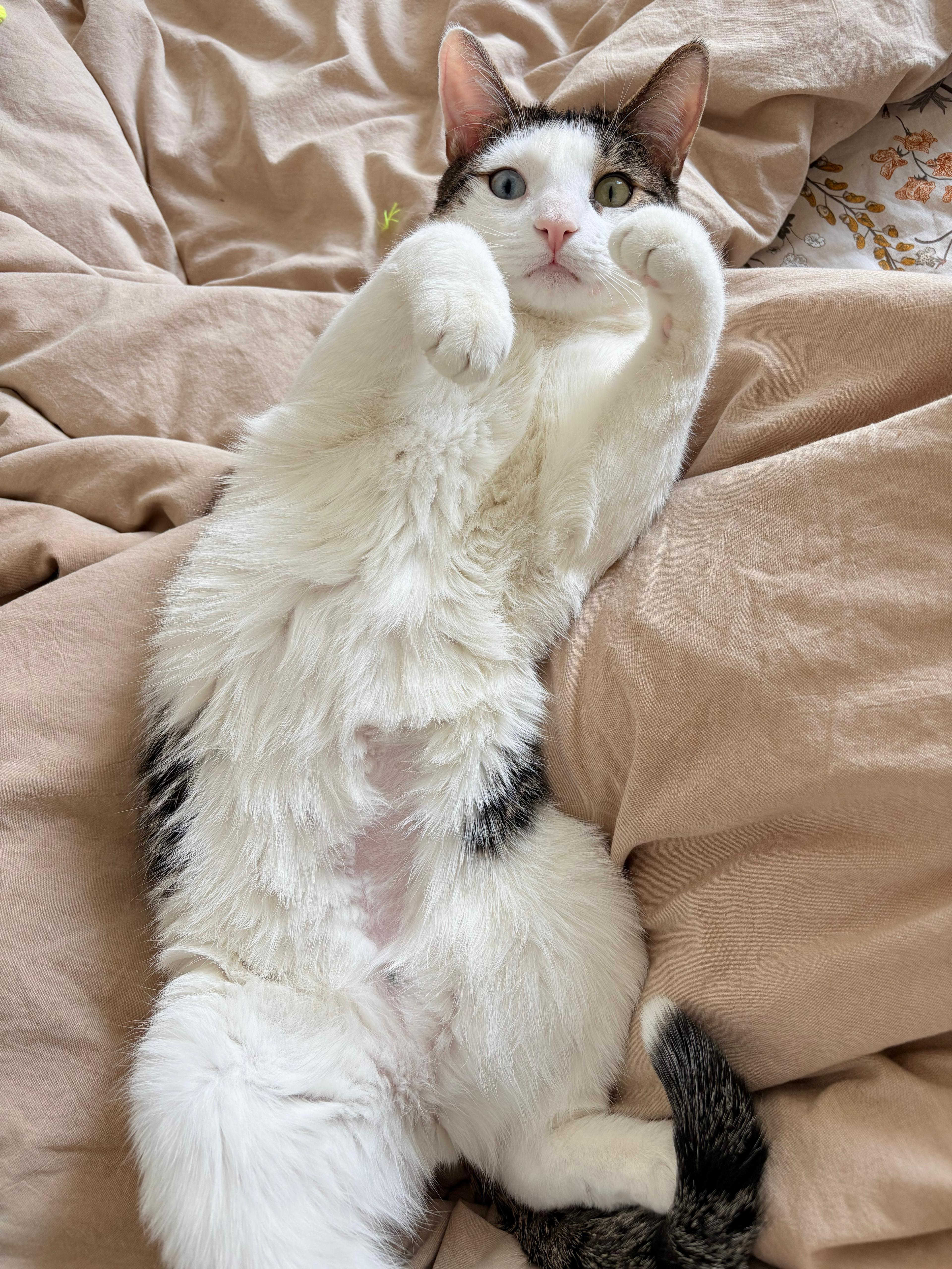 Enlarge Sokka, a ADOPTABLE Domestic Short Hair in New York, NY image 2/4