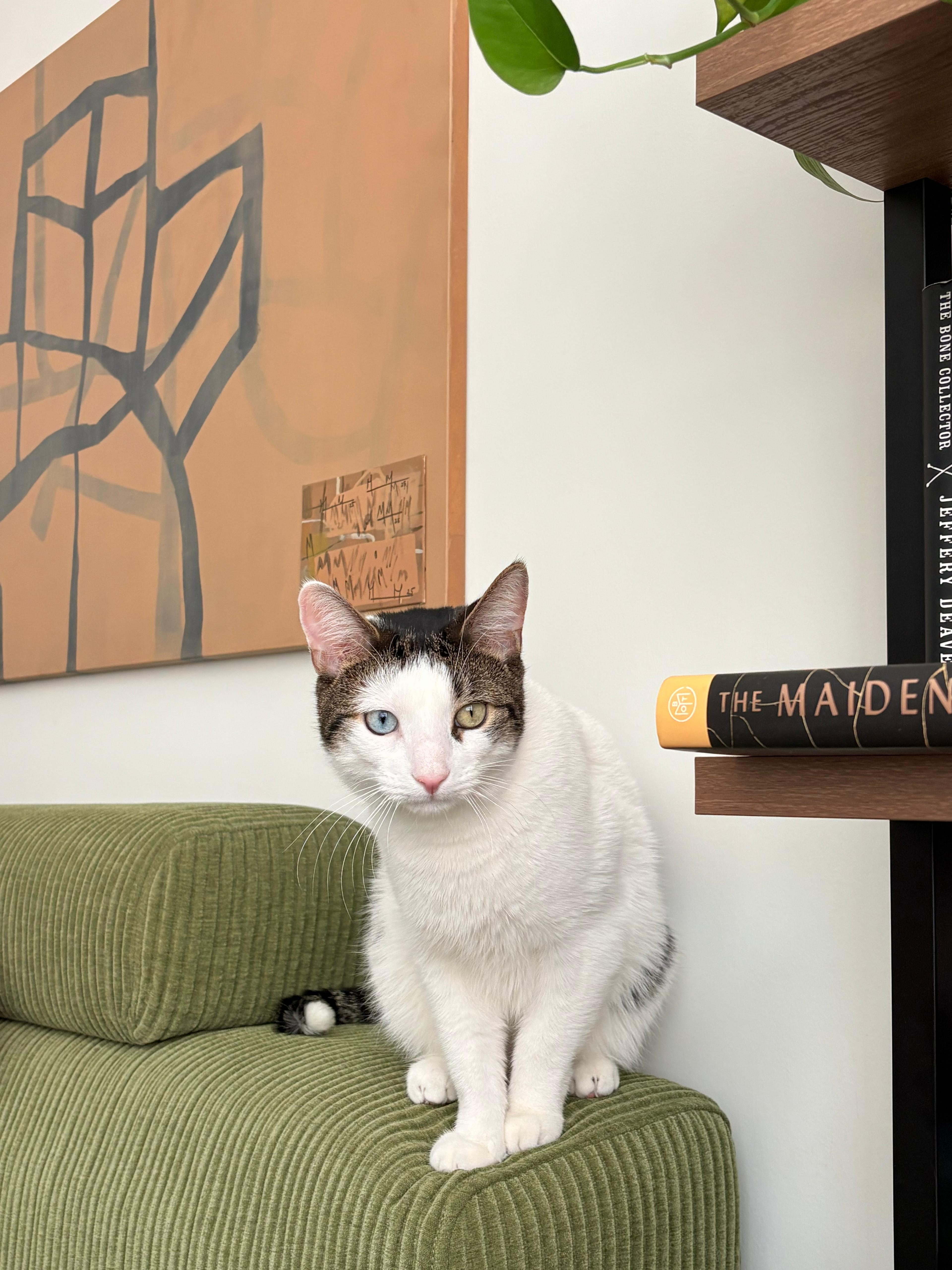 Enlarge Sokka, a ADOPTABLE Domestic Short Hair in New York, NY image 3/4
