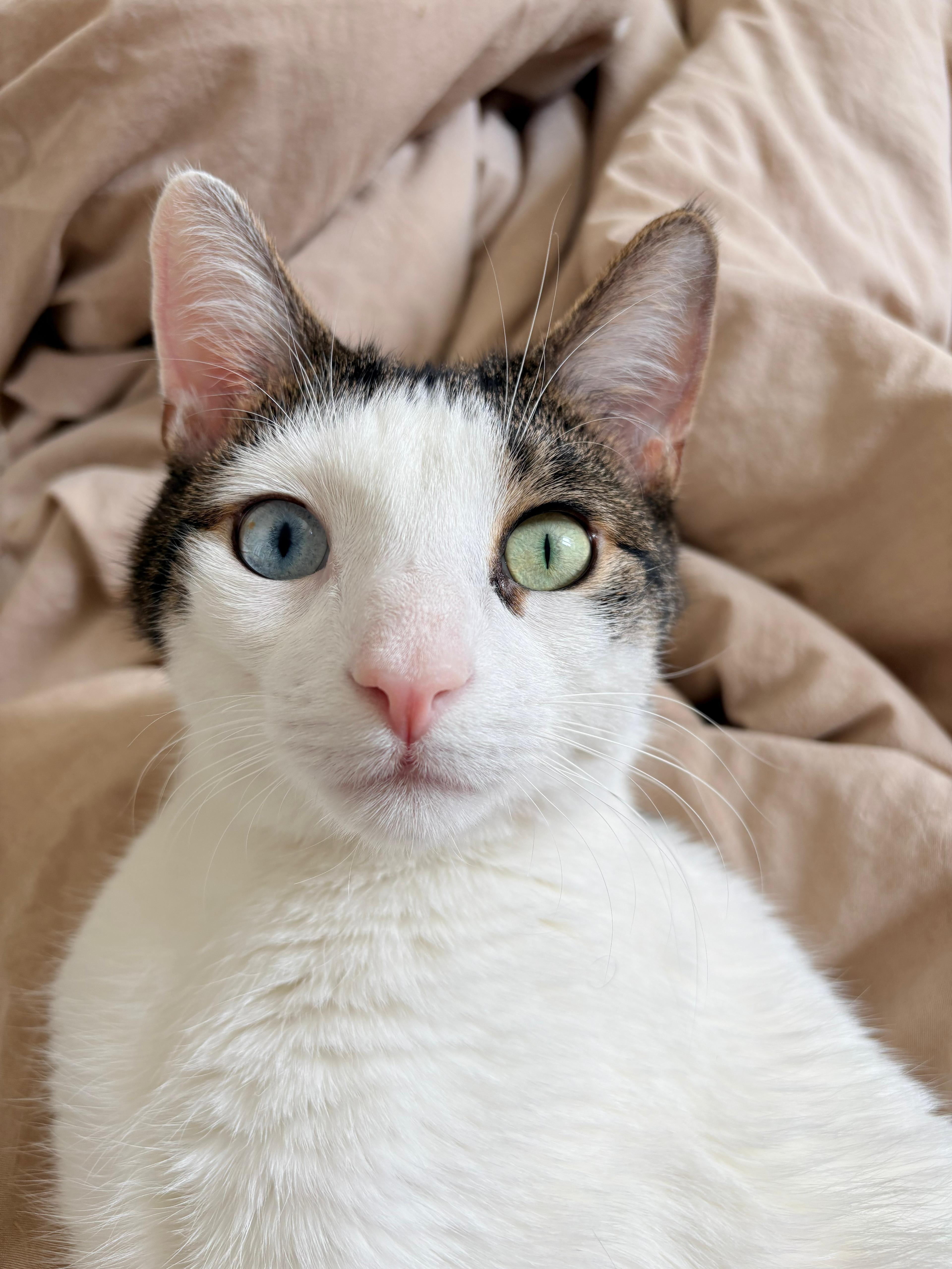 Enlarge Sokka, a ADOPTABLE Domestic Short Hair in New York, NY image 1/4