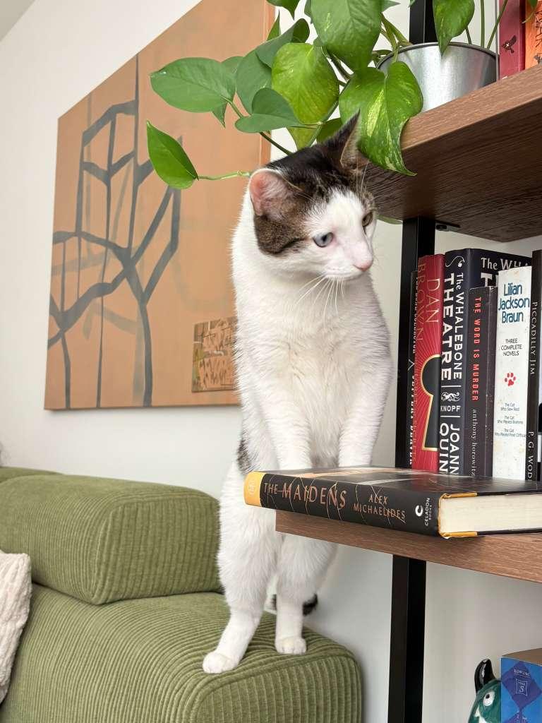 Enlarge Sokka, a ADOPTABLE Domestic Short Hair in New York, NY image 4/4