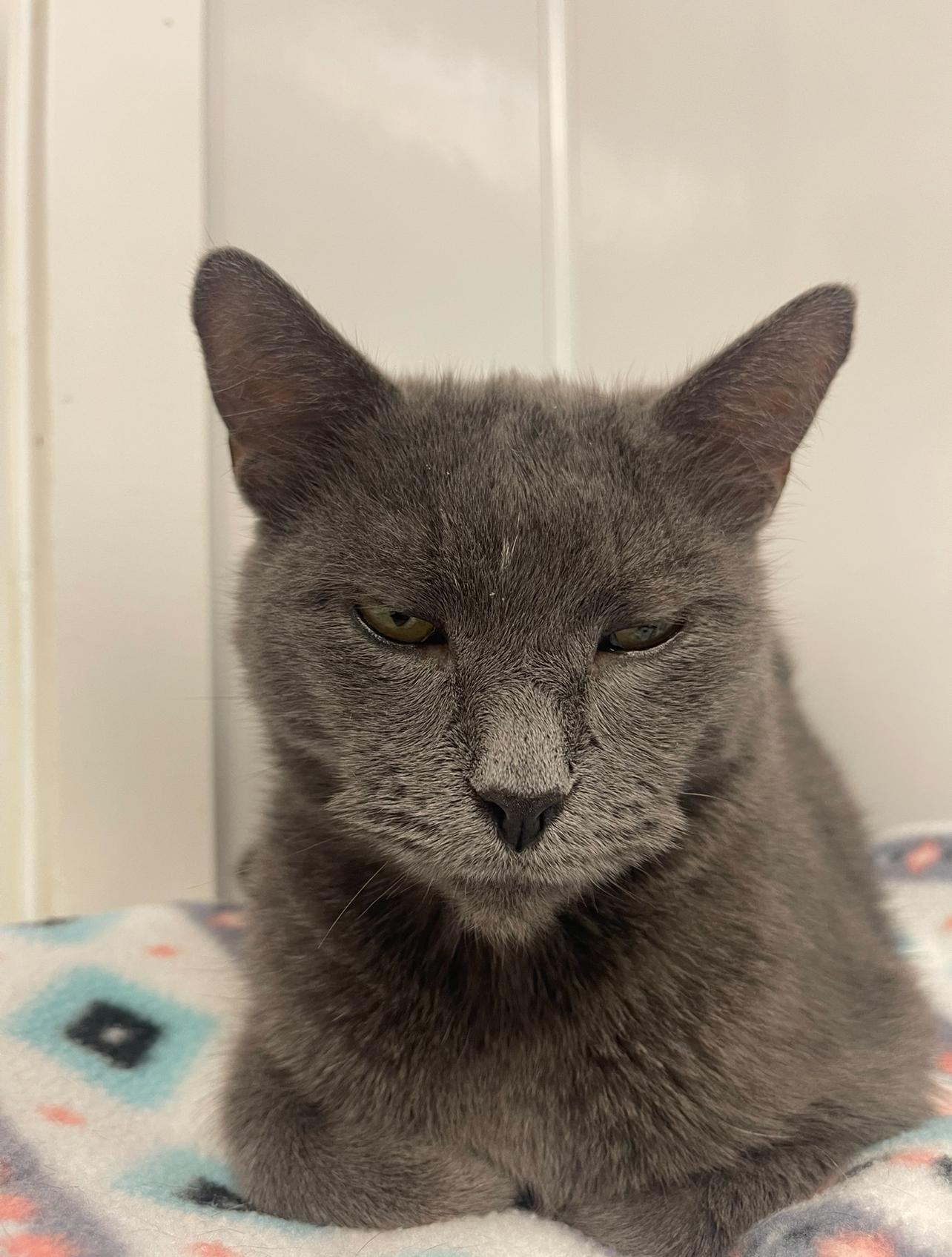 Smudge, a Adoptable Domestic Short Hair in Indiana, PA image 3/3