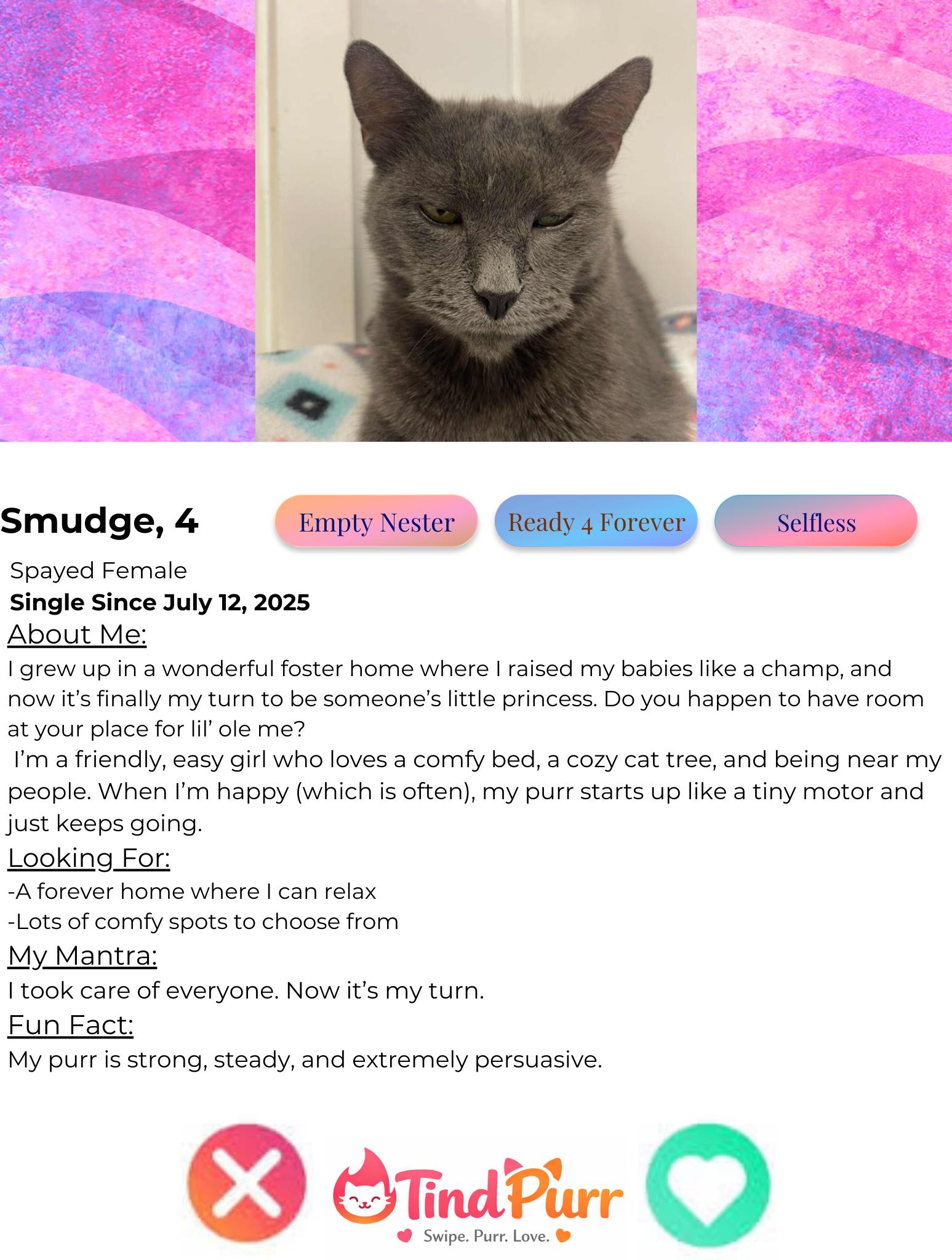 Smudge, a Adoptable Domestic Short Hair in Indiana, PA image 2/3