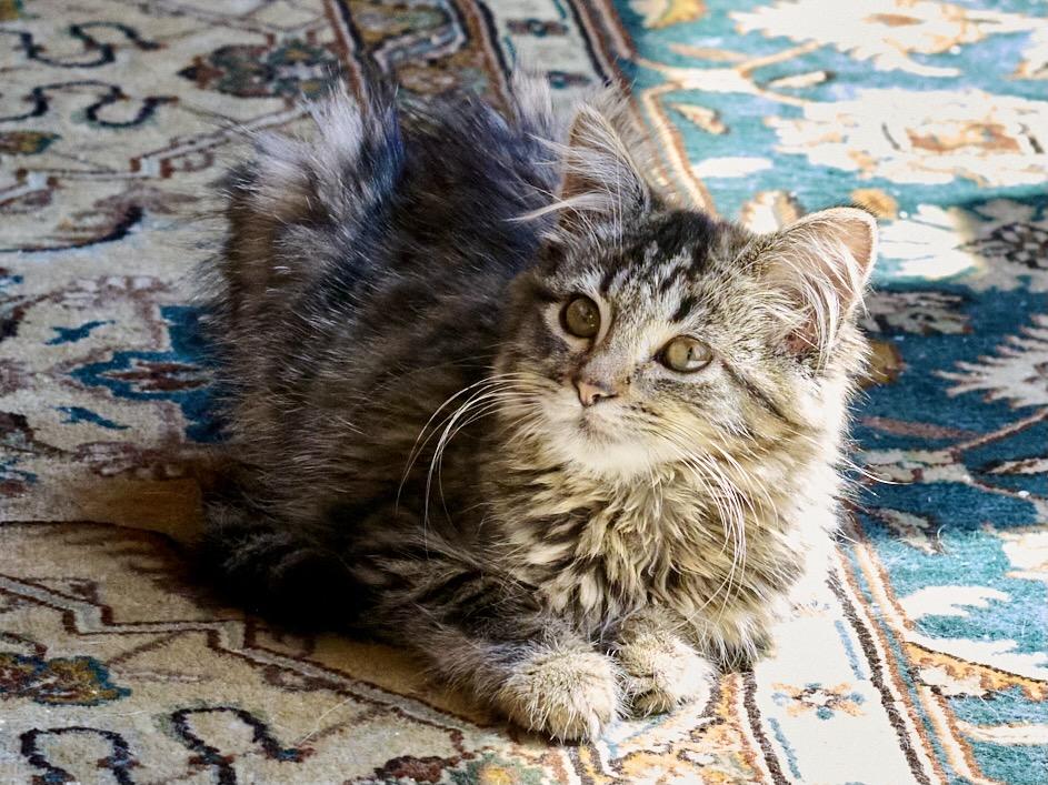 Strudel (Bonded with Kiernan), Adoptable, Kitten Male Maine Coon.