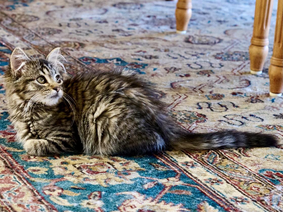 Strudel (Bonded with Kiernan), a Adoptable mixed breed in San Francisco, CA image 2/3