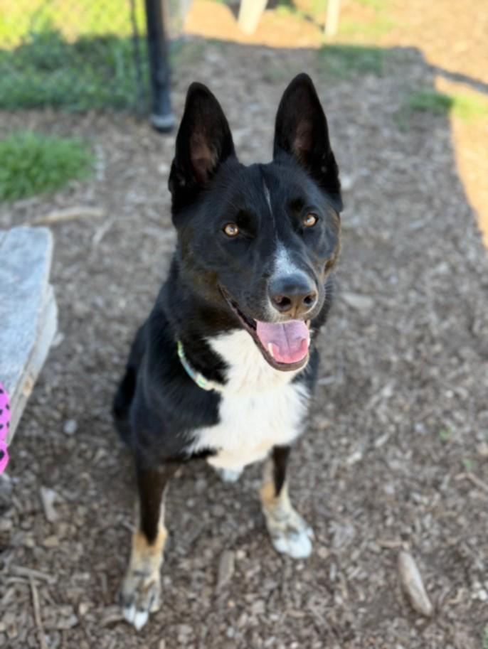 THOR, Adoptable, Young Male Border Collie & German Shepherd Dog.