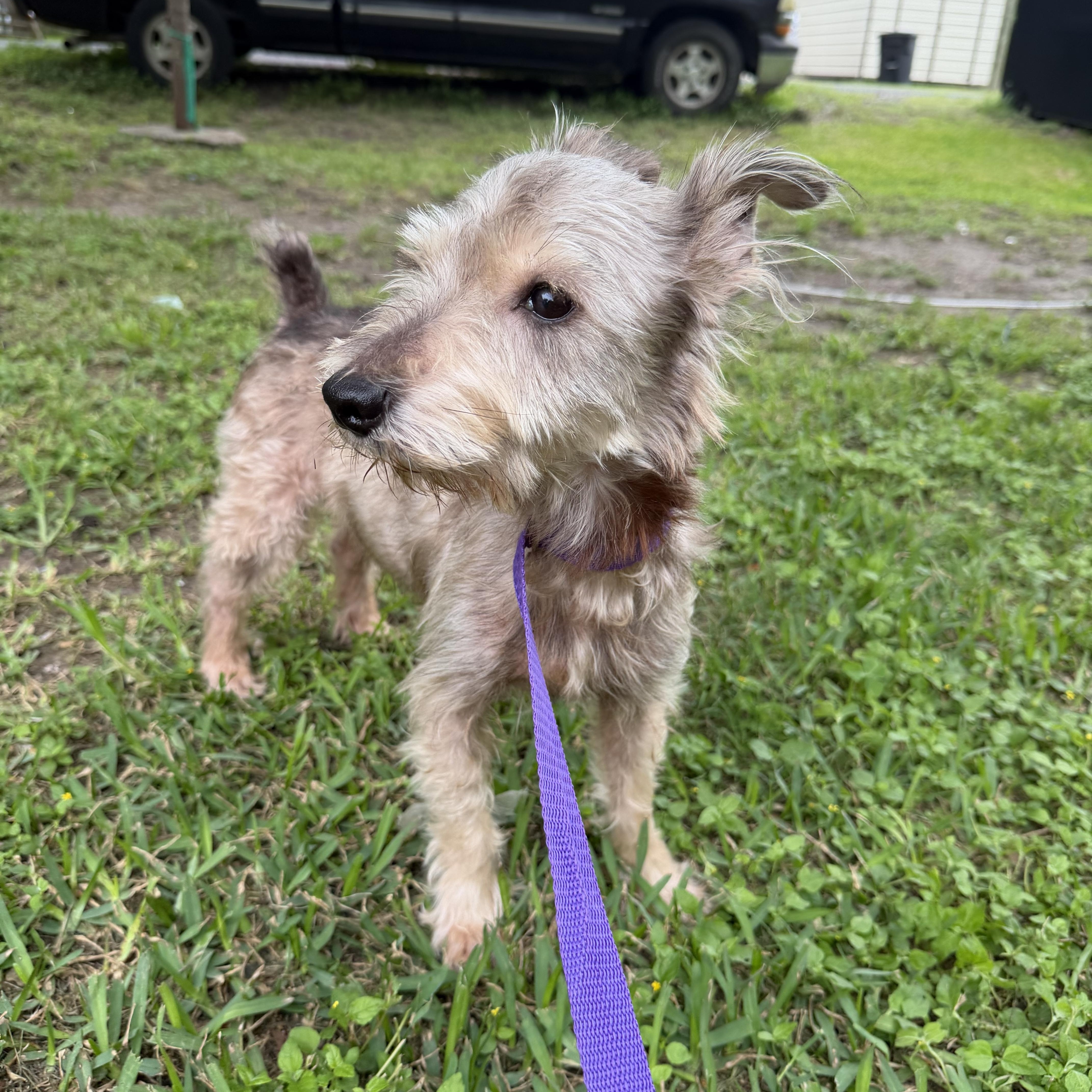 Biggy, a ADOPTABLE mixed breed in Westerly, RI image 2/4