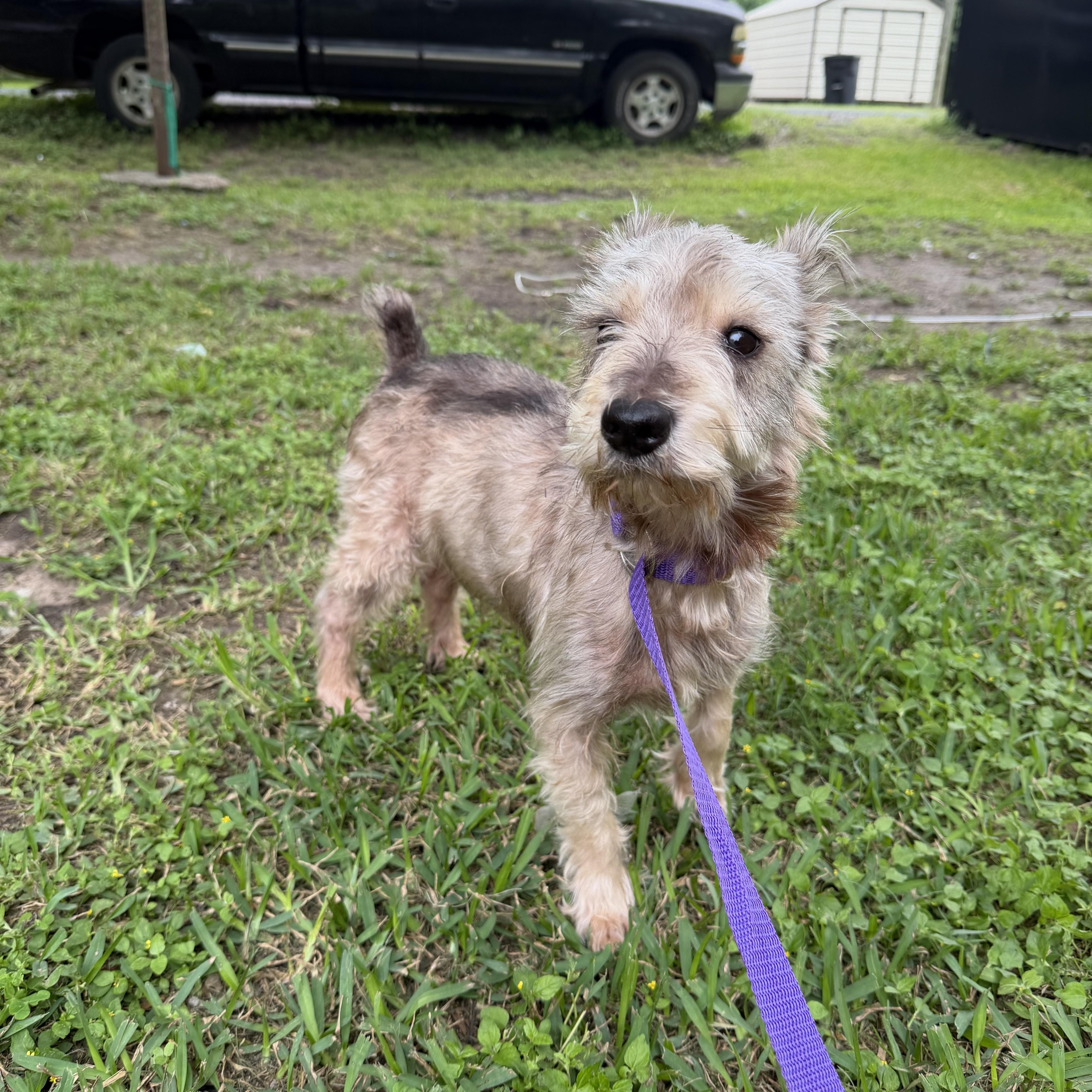 Biggy, a ADOPTABLE mixed breed in Westerly, RI image 4/4