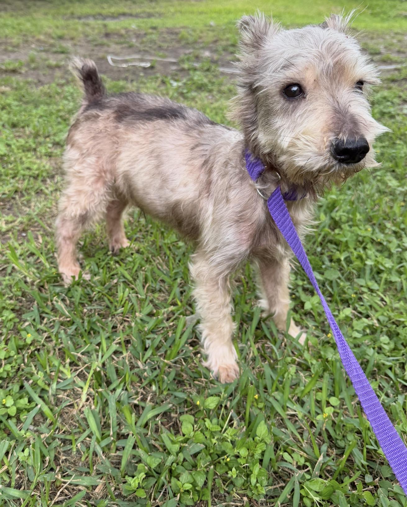 Biggy, a ADOPTABLE mixed breed in Westerly, RI image 3/4
