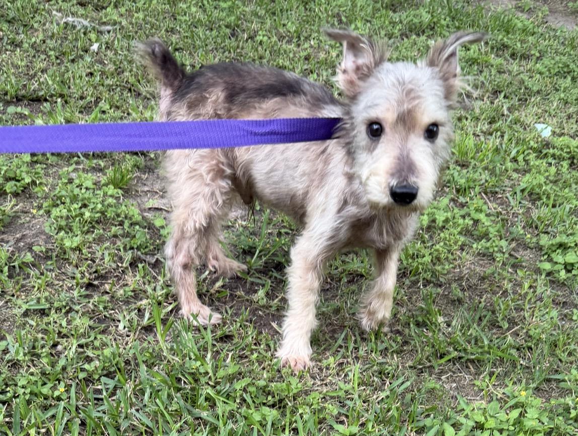 Biggy, ADOPTABLE, Adult Male Miniature Schnauzer.