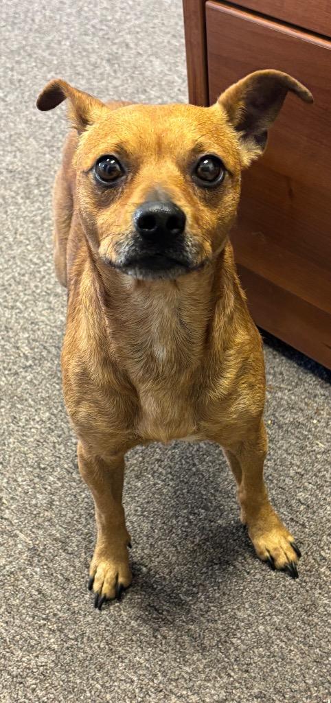 Rascal, Adopted, Adult Male Terrier.