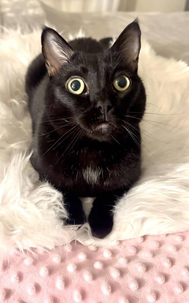 Coco Chanel, Adoptable, Adult Female Bombay & Siamese.