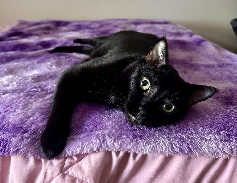 Enlarge Coco Chanel, a Adoptable mixed breed in Sarasota, FL image 2/5