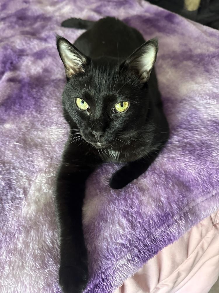 Enlarge Coco Chanel, a Adoptable mixed breed in Sarasota, FL image 4/5