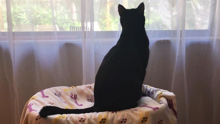 Enlarge Coco Chanel, a Adoptable mixed breed in Sarasota, FL image 5/5