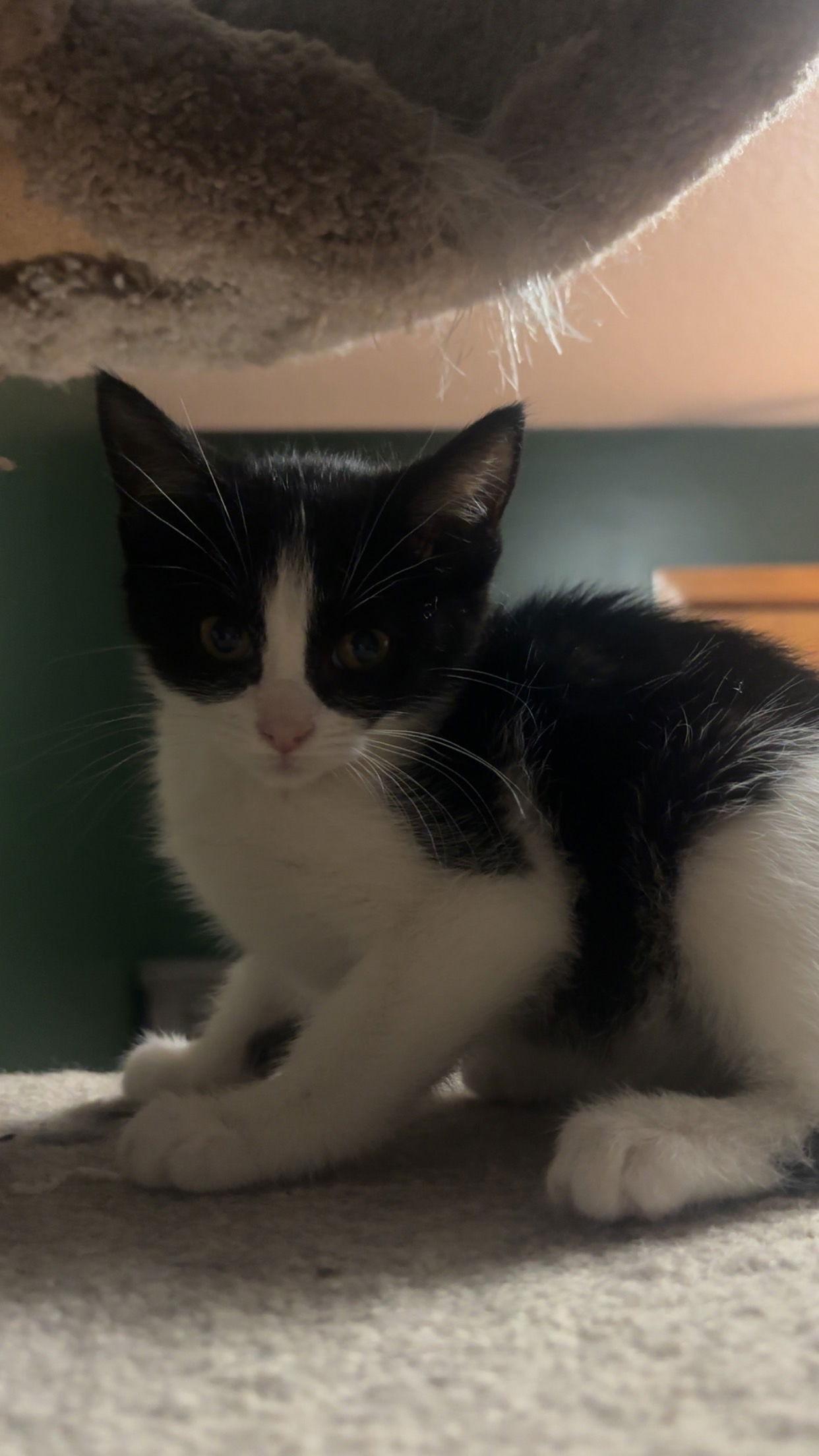 Enlarge Martini, a Adoptable Domestic Short Hair in Minneapolis, MN image 2/3