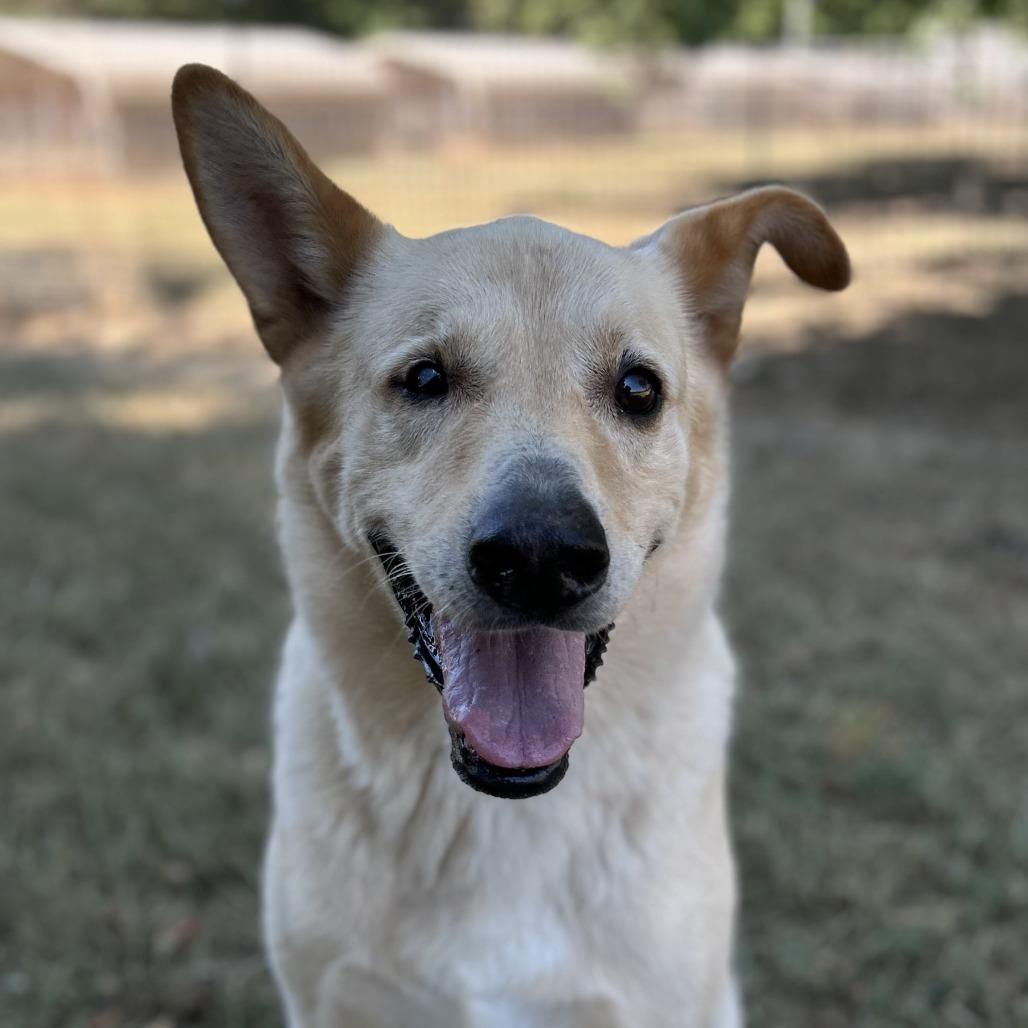 Big Bear, a Adoptable mixed breed in Washburn, MO image 1/4
