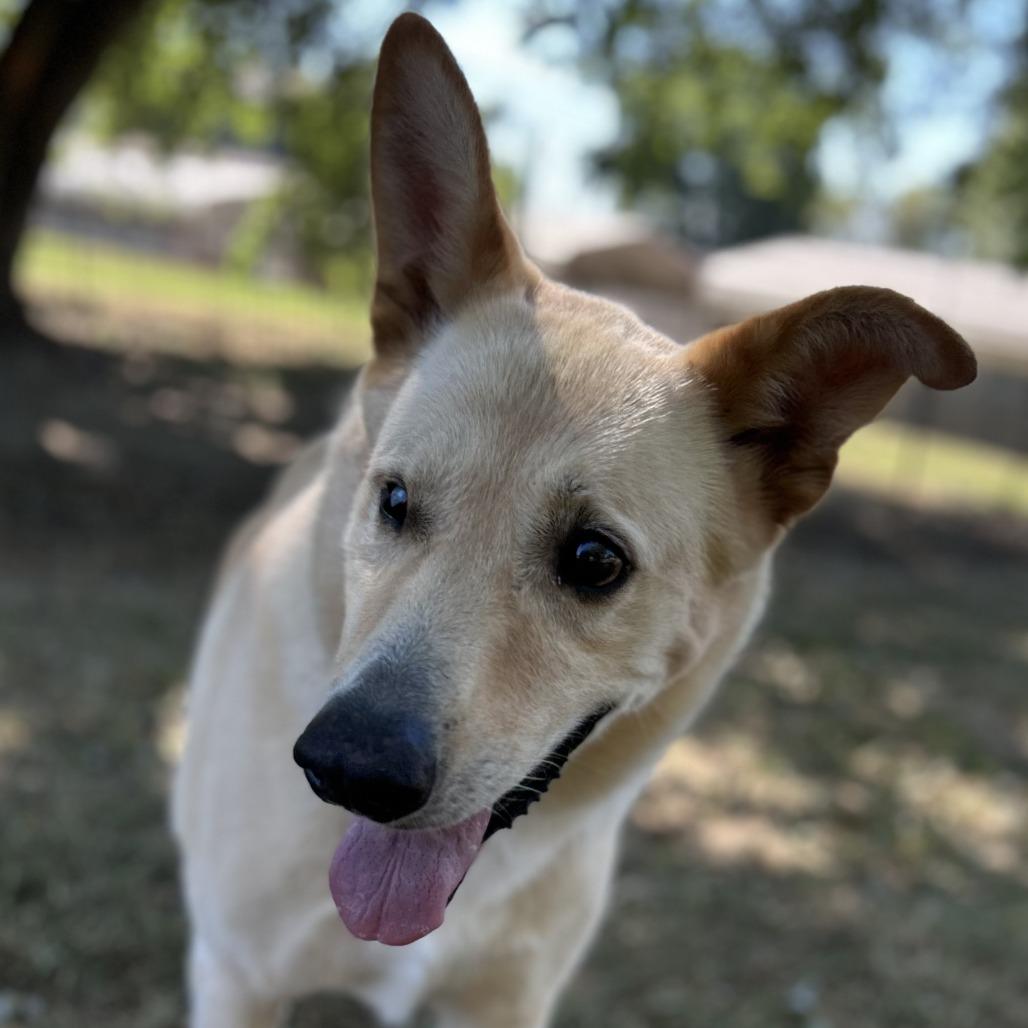 Big Bear, a Adoptable mixed breed in Washburn, MO image 3/4