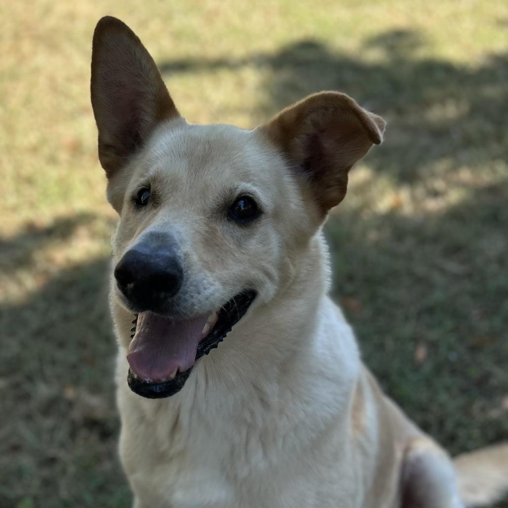 Big Bear, a Adoptable mixed breed in Washburn, MO image 4/4