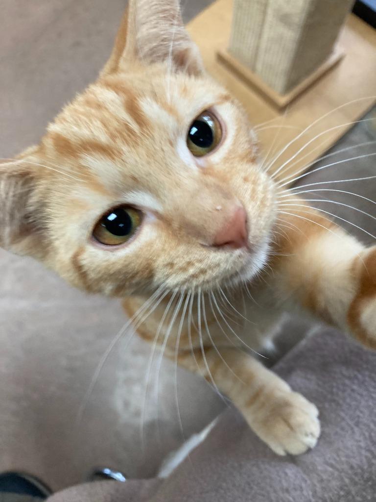 Magic Mint, a Adoptable mixed breed in Cincinnati, OH image 1/6