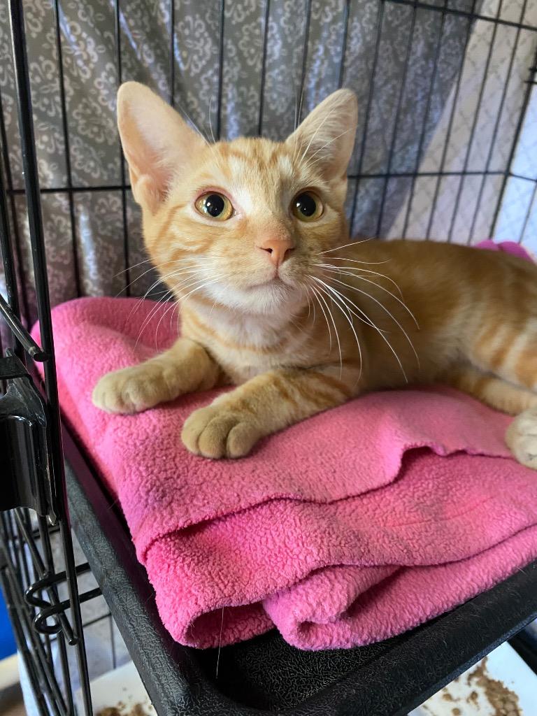 Magic Mint, a Adoptable mixed breed in Cincinnati, OH image 2/6