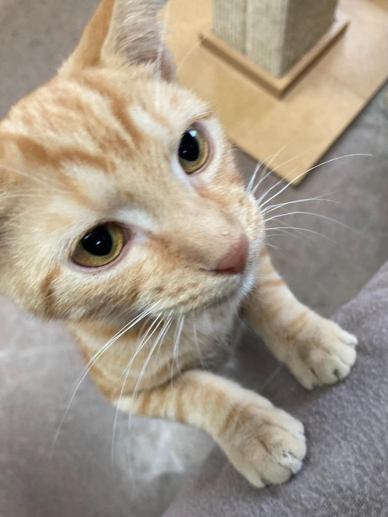 Magic Mint, a Adoptable mixed breed in Cincinnati, OH image 3/6