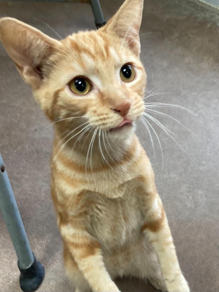 Magic Mint, a Adoptable mixed breed in Cincinnati, OH image 4/6