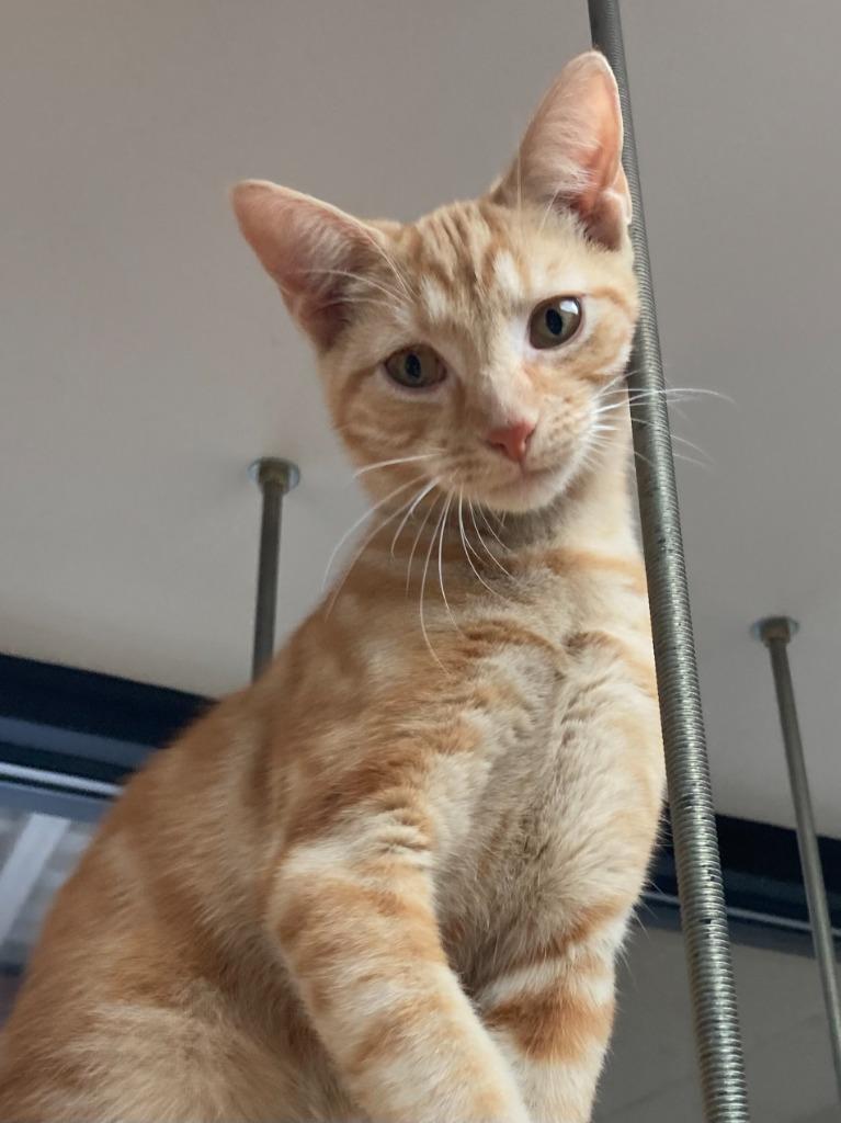 Magic Mint, a Adoptable mixed breed in Cincinnati, OH image 5/6