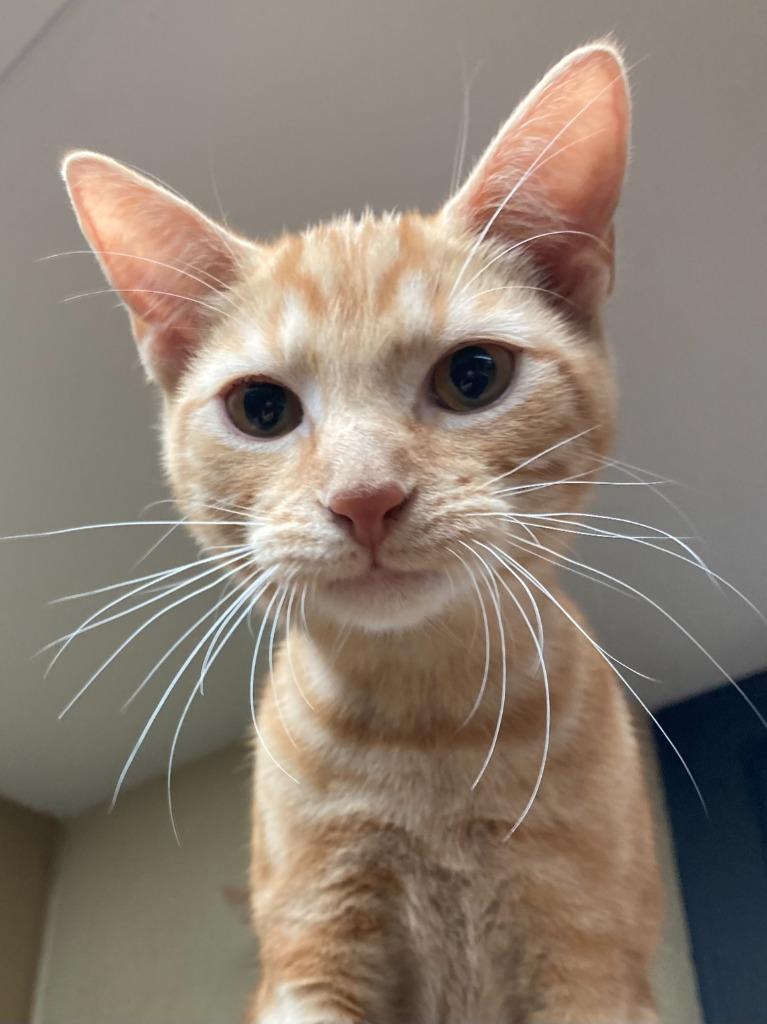 Magic Mint, a Adoptable mixed breed in Cincinnati, OH image 6/6