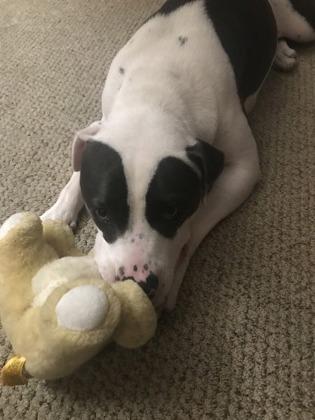 Everest, Adoptable, Adult Male Terrier & Mixed Breed.