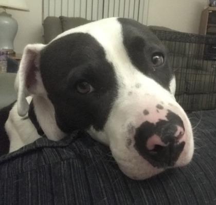 Enlarge Everest, a Adoptable mixed breed in Palm Coast, FL image 2/3